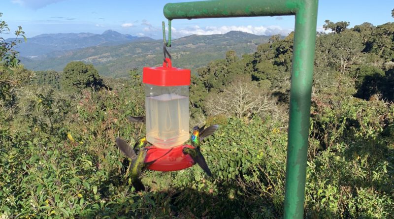 Kollibris in der Quetzal Paraiso Lodge, Parque N. Los Quetzales, Costa Rica